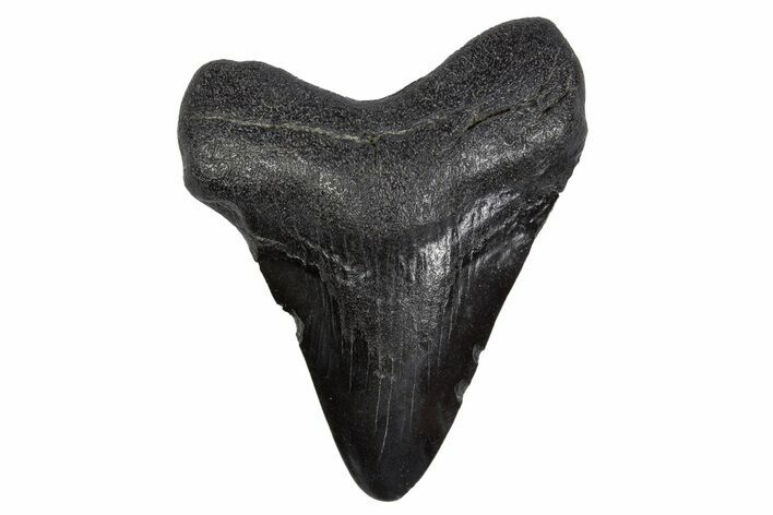 Juvenile Megalodon Tooth - South Carolina #306235